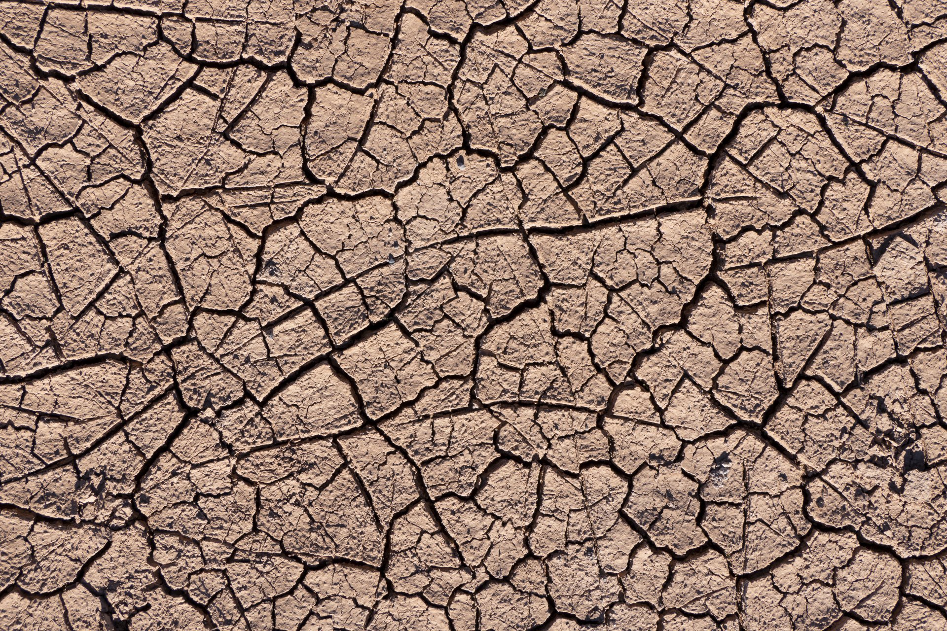 Dry ground split into a pattern of deep shrinkage cracks after a long spell without rain